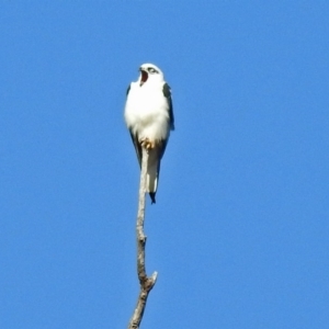 Elanus axillaris at Tharwa, ACT - 19 Feb 2019