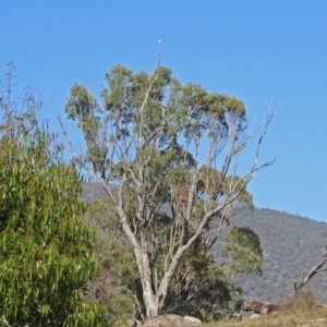 Elanus axillaris at Tharwa, ACT - 19 Feb 2019