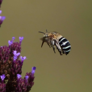 Amegilla sp. (genus) at Tennent, ACT - 20 Feb 2019