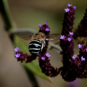 Amegilla sp. (genus) at Tennent, ACT - 20 Feb 2019