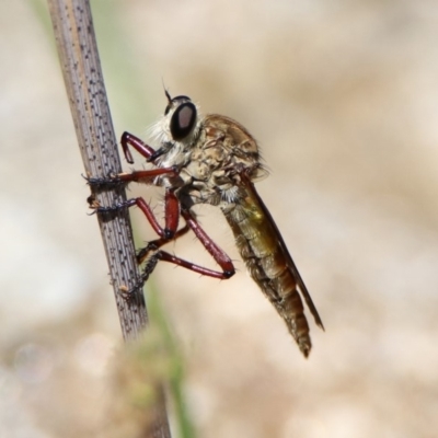 Colepia ingloria (A robber fly) at Booth, ACT - 19 Feb 2019 by RodDeb
