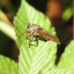 Colepia ingloria at Booth, ACT - 19 Feb 2019 11:18 AM