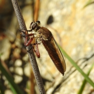 Colepia ingloria at Booth, ACT - 19 Feb 2019 11:18 AM