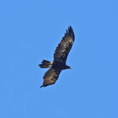 Aquila audax (Wedge-tailed Eagle) at Paddys River, ACT - 18 Feb 2019 by RodDeb