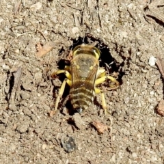 Bembix sp. (genus) (Unidentified Bembix sand wasp) at Booth, ACT - 19 Feb 2019 by RodDeb