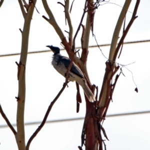 Philemon corniculatus at Tharwa, ACT - 19 Feb 2019