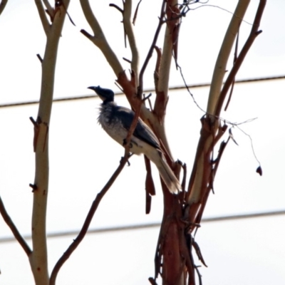 Philemon corniculatus (Noisy Friarbird) at Tharwa, ACT - 18 Feb 2019 by RodDeb