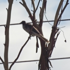 Philemon corniculatus at Tharwa, ACT - 19 Feb 2019