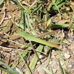 Acrida conica (Giant green slantface) at Booth, ACT - 19 Feb 2019 by RodDeb