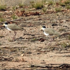 Vanellus miles (Masked Lapwing) at Paddys River, ACT - 18 Feb 2019 by RodDeb