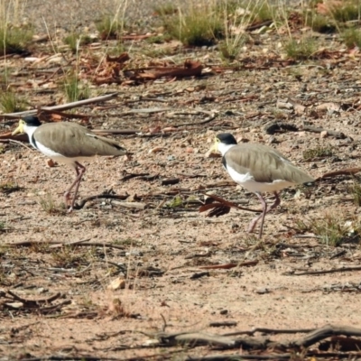 Vanellus miles (Masked Lapwing) at Namadgi National Park - 18 Feb 2019 by RodDeb