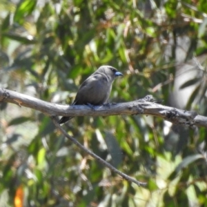 Artamus cyanopterus cyanopterus at Booth, ACT - 19 Feb 2019