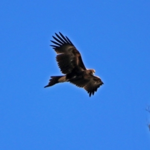 Aquila audax at Tennent, ACT - 19 Feb 2019