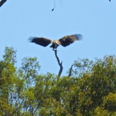 Aquila audax at Tennent, ACT - 19 Feb 2019