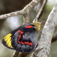 Delias nigrina (Black Jezebel) at Rosedale, NSW - 16 Feb 2019 by jbromilow50