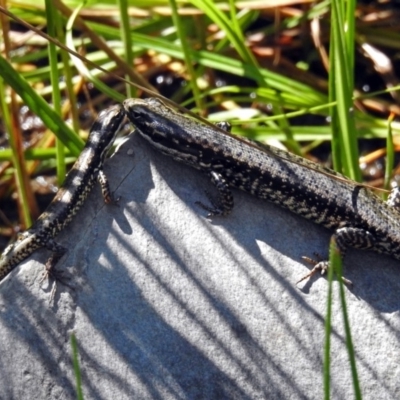 Eulamprus heatwolei (Yellow-bellied Water Skink) at Rendezvous Creek, ACT - 19 Feb 2019 by RodDeb