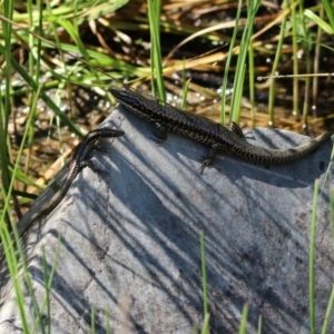 Eulamprus heatwolei at Rendezvous Creek, ACT - 19 Feb 2019