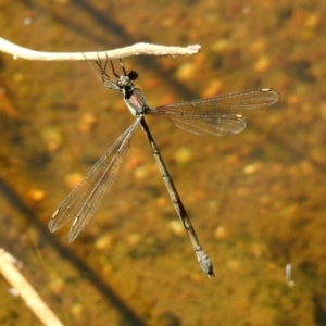 Synlestes weyersii at Rendezvous Creek, ACT - 19 Feb 2019