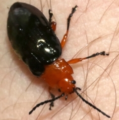 Lamprolina (genus) (Pittosporum leaf beetle) at Rosedale, NSW - 16 Feb 2019 by jbromilow50