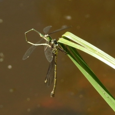 Synlestes weyersii (Bronze Needle) at Booth, ACT - 19 Feb 2019 by RodDeb