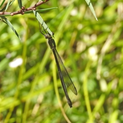 Synlestes weyersii (Bronze Needle) at Rendezvous Creek, ACT - 19 Feb 2019 by RodDeb