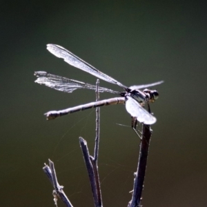 Diphlebia nymphoides at Booth, ACT - 19 Feb 2019 10:57 AM