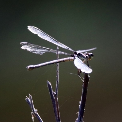 Diphlebia nymphoides (Arrowhead Rockmaster) at Booth, ACT - 18 Feb 2019 by RodDeb