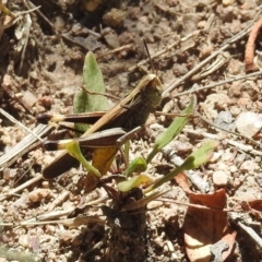 Caledia captiva (grasshopper) at Rendezvous Creek, ACT - 19 Feb 2019 by RodDeb