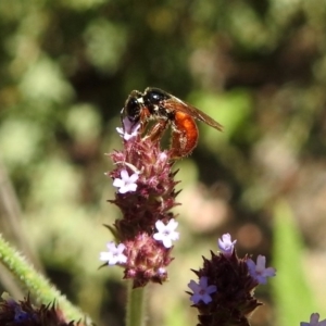 Exoneura sp. (genus) at Rendezvous Creek, ACT - 19 Feb 2019 12:17 PM