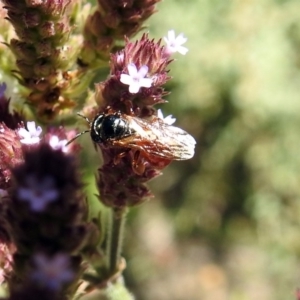 Exoneura sp. (genus) at Rendezvous Creek, ACT - 19 Feb 2019 12:17 PM