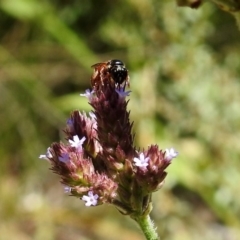 Exoneura sp. (genus) at Rendezvous Creek, ACT - 19 Feb 2019 12:17 PM