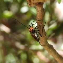 Braconidae (family) (Unidentified braconid wasp) at Rendezvous Creek, ACT - 19 Feb 2019 by RodDeb