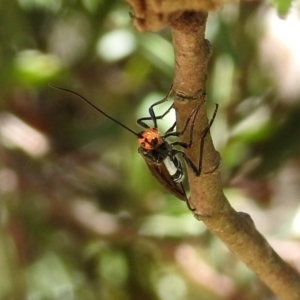 Braconidae (family) at Rendezvous Creek, ACT - 19 Feb 2019 12:14 PM