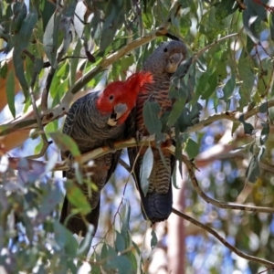 Callocephalon fimbriatum at Rendezvous Creek, ACT - suppressed