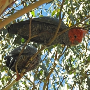 Callocephalon fimbriatum at Rendezvous Creek, ACT - suppressed