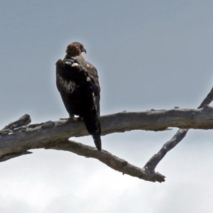 Aquila audax at Calwell, ACT - 20 Feb 2019