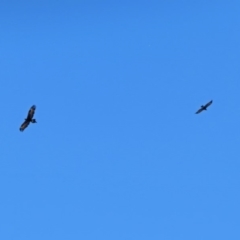 Aquila audax at Calwell, ACT - 20 Feb 2019 11:20 AM