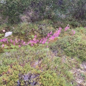 Stylidium montanum at Kosciuszko National Park, NSW - 27 Jan 2019 08:53 AM