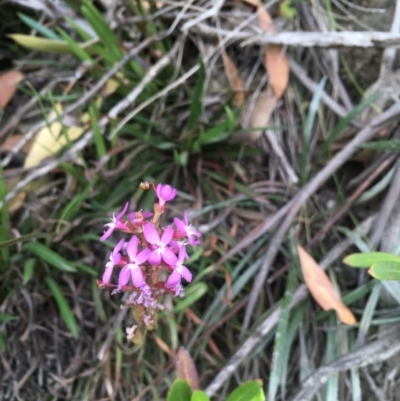 Stylidium armeria subsp. armeria (Trigger Plant) at Kosciuszko National Park, NSW - 25 Jan 2019 by BronClarke