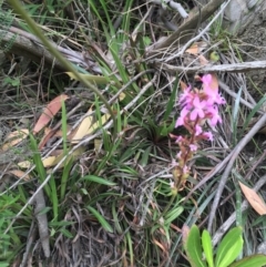 Stylidium armeria subsp. armeria at Kosciuszko National Park, NSW - 26 Jan 2019 10:40 AM