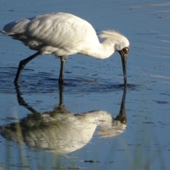 Platalea regia (Royal Spoonbill) at Fyshwick, ACT - 13 Feb 2019 by roymcd