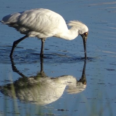 Platalea regia (Royal Spoonbill) at Fyshwick, ACT - 13 Feb 2019 by roymcd