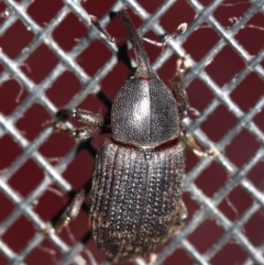 Unverified Weevil (Curculionoidea) at Rosedale, NSW - 14 Feb 2019 by jb2602