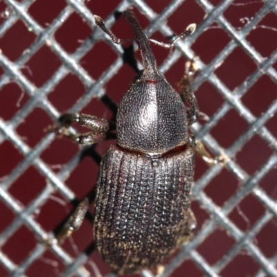 Unidentified Weevil (Curculionoidea) at Rosedale, NSW - 14 Feb 2019 by jb2602