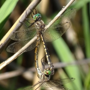 Hemicordulia australiae at Paddys River, ACT - 19 Feb 2019 03:42 PM