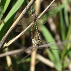 Hemicordulia australiae at Paddys River, ACT - 19 Feb 2019 03:42 PM