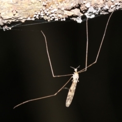 Geranomyia sp. (genus) (A limoniid crane fly) at Rosedale, NSW - 14 Feb 2019 by jbromilow50