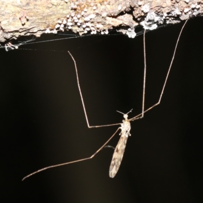 Geranomyia sp. (genus) (A limoniid crane fly) at Rosedale, NSW - 14 Feb 2019 by jbromilow50