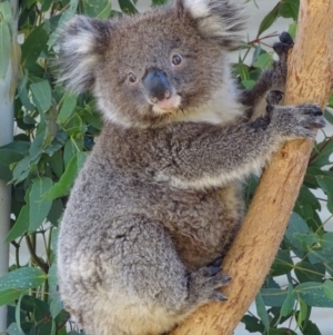 Phascolarctos cinereus at Paddys River, ACT - suppressed