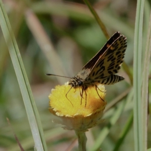 Hesperilla munionga at Paddys River, ACT - 20 Feb 2019